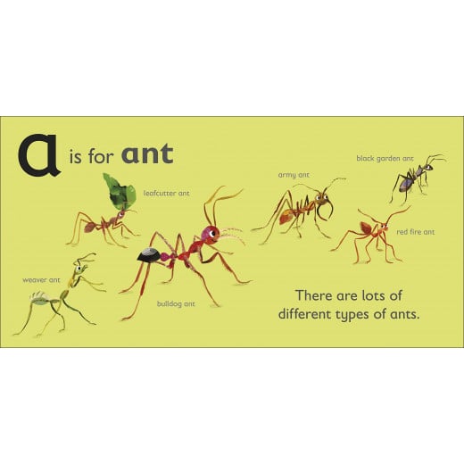 كتاب : اي هي النملة من دي كي