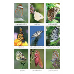 قصص:سلسلة حيوانات مدهشة في العالم:الحشرات من دار المنهل