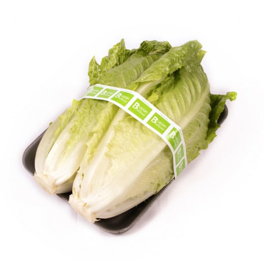 Lettuce Fresh Romaine, 2 Head, Weight 500 Gm